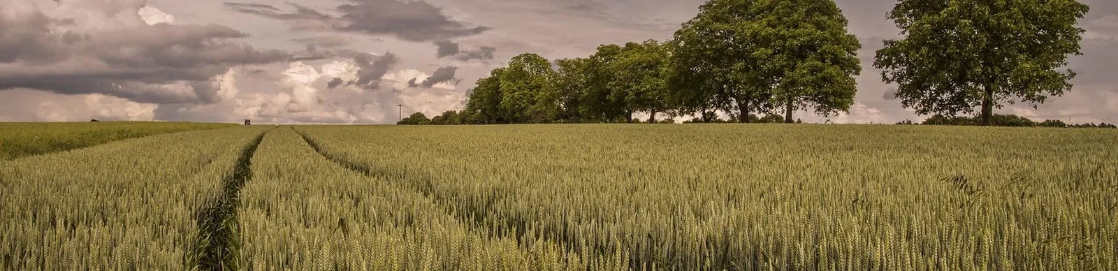 Farm fields under an open Alabama sky